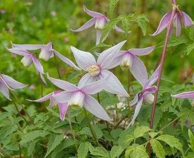 Obrázok produktu pre Clematis alpina 'Willy' - Alpen-Waldrebe 'Willy 50-60 cm | Topf