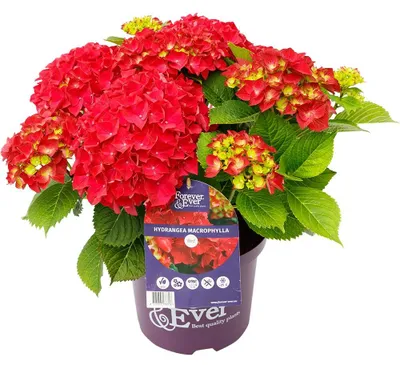 Produktbild von Green boutiQ - Balkonpflanze - Hortensie - Hydrangea Forever & Ever - Rot - 7-12 Blüten - 2 Pflanzen - Topf 23cm Höhe 55cm