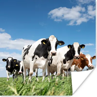 Produktbild von MuchoWow® Poster Kühe - Landleben - Weide - Natur - Tiere 50x50 cm - Wohnzimmerdekoration