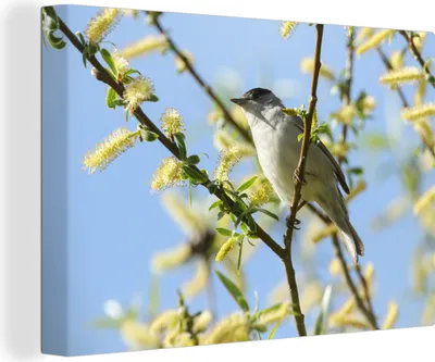 Produktbild von OneMillionCanvasses® - Leinwandbilder - 140x90 cm, Vogel im Baum, Wandbilder Kunstdruck Wanddekoration