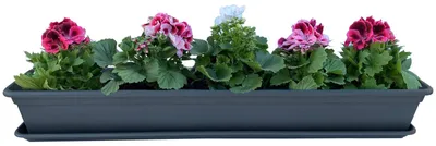 Produktbild von Blumenkasten Balkonkasten Pflanzkasten Anthrazit mit Bewässerungssystem und Balkonkasten Untersetzer 80cm