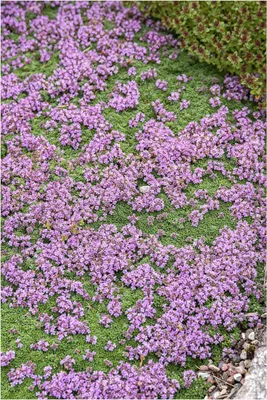 Produktbild von Stauden Gänge 100 x Thymus praecox 'Minor' - Teppich-Thymian - Zarte Polster, die Aroma und Eleganz vereinen - trittfest - Bodendecker
