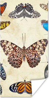 Produktbild von MuchoWow® Poster Botanischer Druck Schmetterlinge 20x40 cm - Plakat - Foto