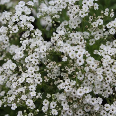 Immagine prodotto di 6 x Gypsophila  - Gypsophila paniculata 'Schneeflocke'  | Vaso 9 cm x 9 cm