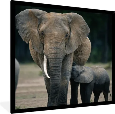 Produktbild von MuchoWow® Gerahmtes Poster Elefantenbaby wird von seiner Mutter gefüttert 40x40 cm - Poster mit Schwarzem Bilderrahmen Wandposter Rahmen Foto Bilder - Mit Rahmen - Wanddekoration Schlafzimmer