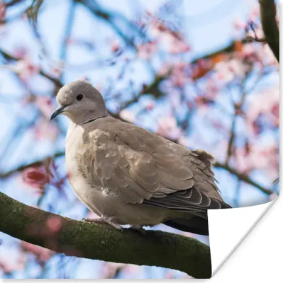 Produktbild von MuchoWow® Poster Vogel - Blumen - Taube - Blütenzweige - Rosa 50x50 cm - Wohnzimmerdekoration