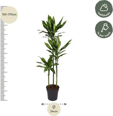 Zdjęcie produktu dla Drzewo smocze - roslina doniczkowa, srednica 24cm, wysokosc 160cm - latwa w