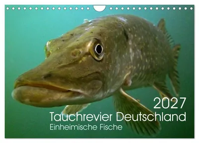 Produktbild von Kalender 2027 · US-Version · Tauchgebiete Deutschland (Wandkalender 2027 12" × 8" Querformat), CALVENDO 12-Monats-Wandkalender
