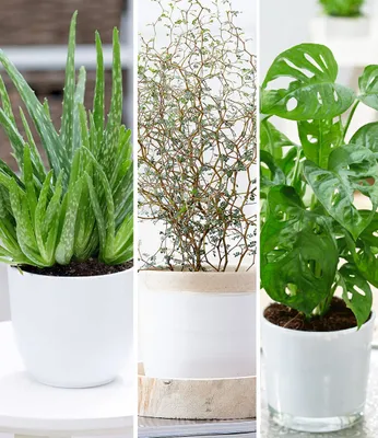 Produktbild von BALDUR Garten 3er Zimmerpflanzen-Mix 'Pflegeleicht', Pflanzen, Mix aus 1 Pflanze Aloe Vera, 1 Maori® Sophora Cotoneaster 'Little Baby' und 1 Pflanze Monstera 'Monkey Leaf'