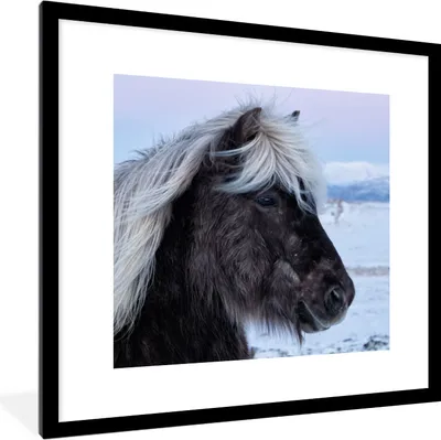 Produktbild von MuchoWow® Gerahmtes Poster Pferd - Schnee - Island 40x40 cm - Poster mit Schwarzem Bilderrahmen Wandposter Rahmen Foto Bilder - Poster - Plakat im Rahmen
