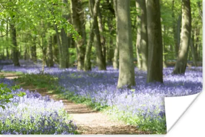 Produktbild von MuchoWow® Poster Wald - Weg - Blumen - Lila - Grün - Natur 180x120 cm - Fotoplakat