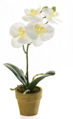Produktbild von künstliche Mini Orchidee weiß im Papiertopf H. 29cm Emerald Kunstblume
