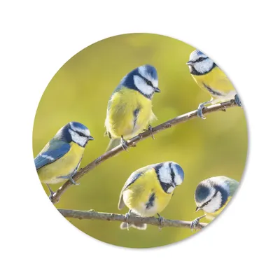 Produktbild von MuchoWow® Mauspad Mousepad Vogel - Blaumeise - Äste - Sonne 20x20 cm - Mousepads - Maus Mat - Pad - Mausunterlage - Schreibtischmatte