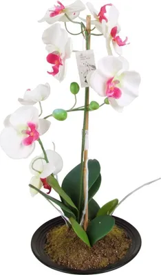 Produktbild von Künstliche Orchidee 2 Rispen Weiß/Pink 50cm Kunstblume Phalaenopsis Kunstpflanze