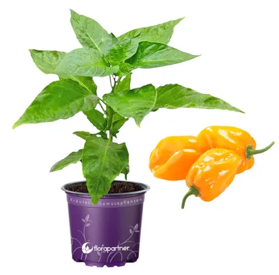 Produktbild von Habanero Chili Orange Capsicum-chinense