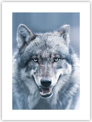Produktbild von Poster - Poster ohne Rahmen - Wolf Raubtier Wildheit - 30x40 cm - Wand Bild - Wanddeko - Wandbilder - Kunstposter - Wandposter - Bilder - Kunstdruck - Wanddekoration - Wandbild - P2XPA30x40-5073