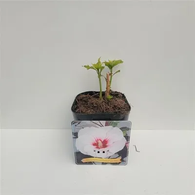 Zdjęcie produktu dla XXL Hibiscus moscheutos Jolly Heart Giant Hibiscus Hibiskus wieloletni