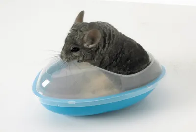 Produktbild von Chinchilla Badehaus, 35x23x15cm