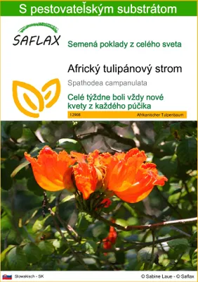 Obrázok produktu pre SAFLAX - Africký tulipánový strom - Spathodea campanulata - 30 Semená - S pestovateľským substrátom bez klíčkov