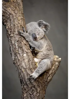 Image de Tableau sur verre synthétique koala endormi 80x120 cm, Tableau mural moderne pour décoration intérieure