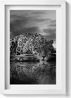 Produktbild von Schwarzer und weißer Leopard als Wildtier– Wandbild mit Rahmen – Gerahmtes Bild – Wanddekoration – 20x30 cm – Weiß