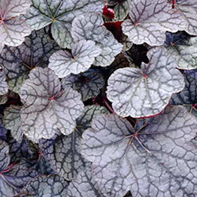 Produktbild von 6 x Kleinblütiges Silberglöckchen  - Heuchera 'Cascade Dawn'  | Topf 9cm x 9cm