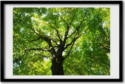 Produktbild von Bild 60x40 MDF-Rahmen, Wandkunst Grüner Wald