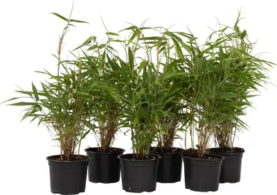 A group of potted bamboo plants arranged together against a white background.