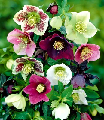 Produktbild von BALDUR Garten 3er Christrosen-Mix Winter Dreams, Blumenzwiebeln, winterharte Stauden, mehrjährig, für Standort im Schatten geeignet, blühend, Helleborus