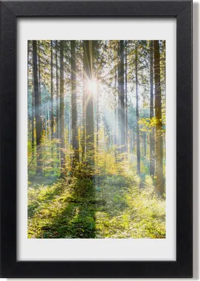 Produktbild von Bild 20x30 MDF-Rahmen, Wandkunst Sonne im Wald