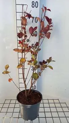 Zdjęcie produktu dla Lagerstroemia ind. 'Rhapsody In Pink' - Chinesische Kräuselmyrte 40- 50 cm - Pojemnik