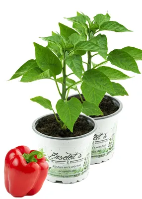 Produktbild von Enseleits 2er Set Rote Blockpaprika "Indired F1" im 12cm Topf, frische Paprika Pflanze, Paprikapflanzen F1 Sorten