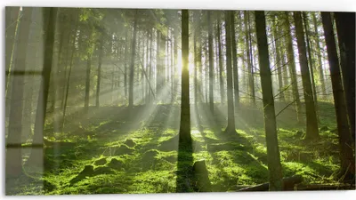 Produktbild von DEQORI Küchenrückwand Glas 80x40 cm 'Waldlichtspiele' Spritzschutz Bad Rückwand Küche