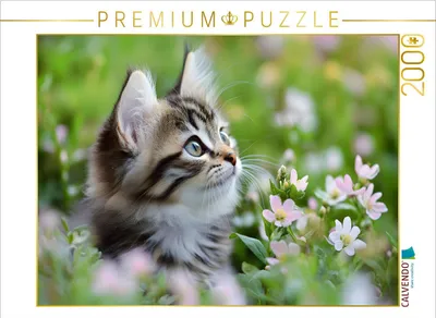 Produktbild von CALVENDO Puzzle Verträumte Katze in der Wiese | 2000 Teile Lege-Größe 90x67cm Foto-Puzzle für glückliche Stunden