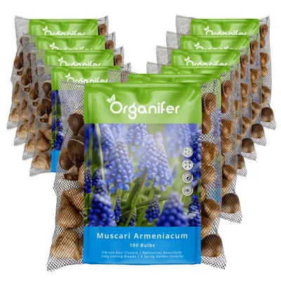 Produktbild von 1000 Muscari Armeniacum Zwiebeln (XXL Blumenzwiebeln Größe 9/10 cm) - Organifer