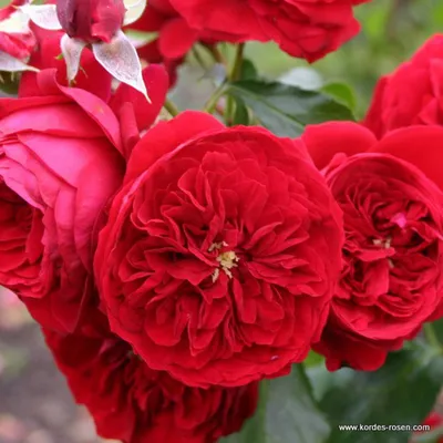 Produktbild von Rosa - Kordes Feenrose - Rosa 'Rötkäppchen'®