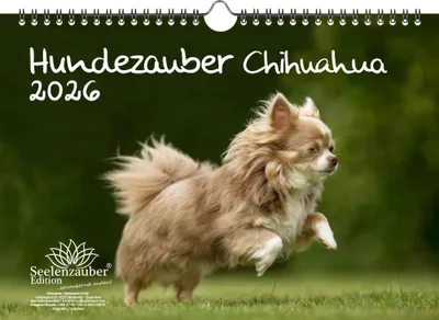 Produktbild von Hundezauber Chihuahua DIN A4 Kalender für 2026 Welpen und Hunde