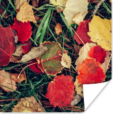 Produktbild von MuchoWow® Poster Blätter - November - Herbst - Natur 50x50 cm - Wohnzimmerdekoration