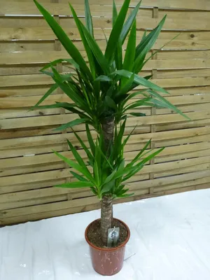 Produktbild von [Palmenlager] Yucca elephantipes 130 cm - dicke Stämme - // Zimmerpflanze Palme