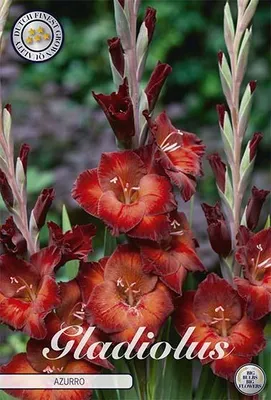 Artikelbild 2 von 'Gladiole Azurro (10 Stück)' aus der Kategorie Gladiolenzwiebeln