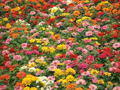 Produktbild von 500 Zinnien Samen – Lilliput Mix Farbenfrohe Sommerblumen  Zinnia elegans  Bunte Zwerg-Zinnien Mischung  Einjährig  Blütenwunder im Garten & Balkon