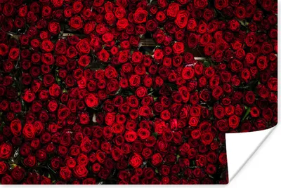 Produktbild von MuchoWow® Poster Blumen - Rosen - Rot 90x60 cm - Schlafzimmer