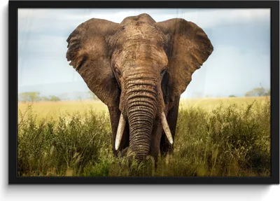 Produktbild von MuchoWow® MuchoWow® Gerahmtes Poster Elefant - Gras - Tiere - Natur 60x40 cm - Poster mit zchwarzem Bilderrahmen - Printing - Wanddeko Schlafzimmer