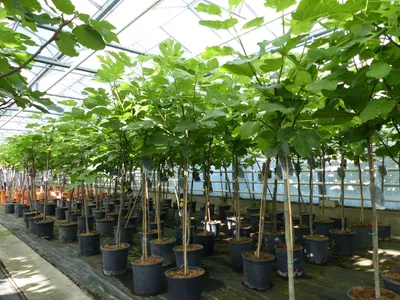 Produktbild von kompakter Feigenbaum 150 - 180 cm Obstbaum, winterhart, Ficus Carica, Feige