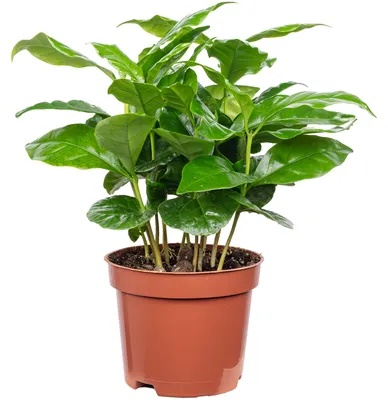 Produktbild von Coffea arabica – Exotische Kaffeepflanze für dein Zuhause, ca. 15 cm hoch, Topf-Ø 9 cm