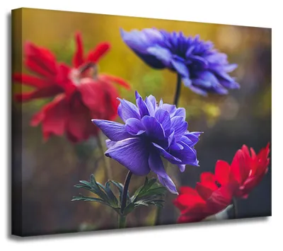 Obrázek produktu pro Tisk na plátně – botanika, divoké květiny, 40 x 30 cm