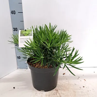 Obrázok produktu pre Podocarpus macrophyllus – kamenný borovica | 25–30 cm v črepníku