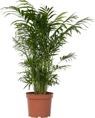 Zdjęcie produktu dla Chamedora - Chamaedorea elegans - Wysokość 50-60cm - ⌀17cm