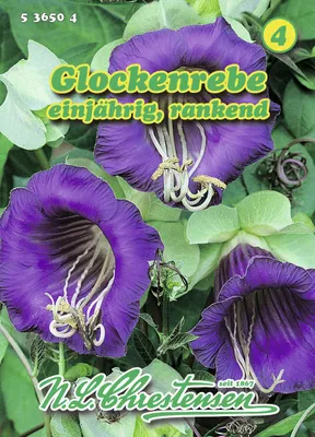 Artikelbild 1 von 'Glockenrebe' aus der Kategorie Glockenrebensamen
