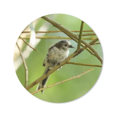 Produktbild von MuchoWow® Mauspad Mousepad Vogel zwischen den Zweigen 40x40 cm - Mousepads - Maus Mat - Pad - Mausunterlage - Schreibtisch Accessoires